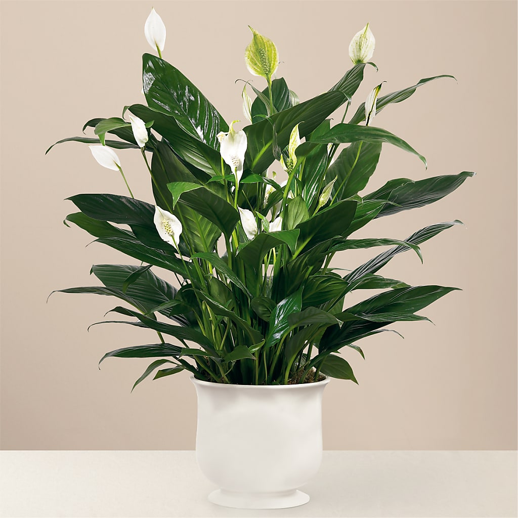 Comfort Planter – Flowerland, Sioux City IA
