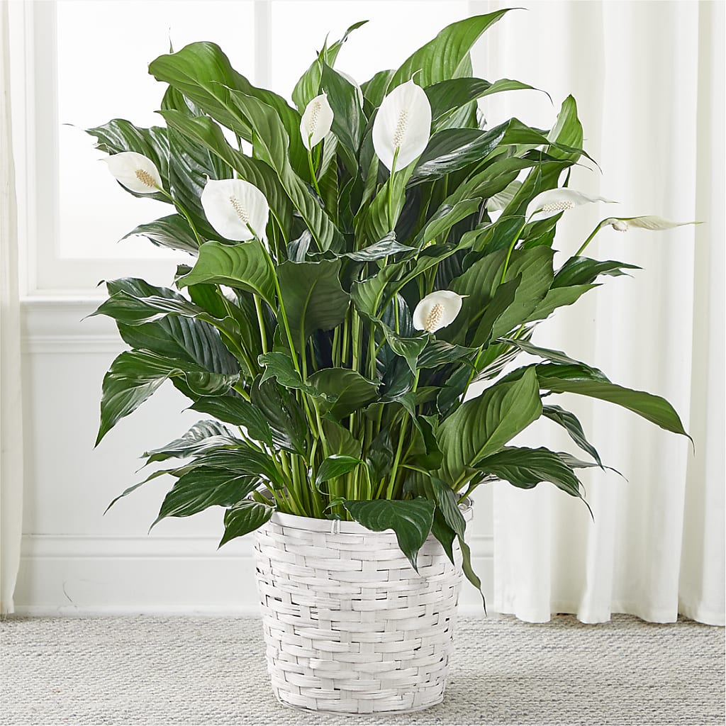 A New Leaf Peace Lily – Flowerland, Sioux City IA