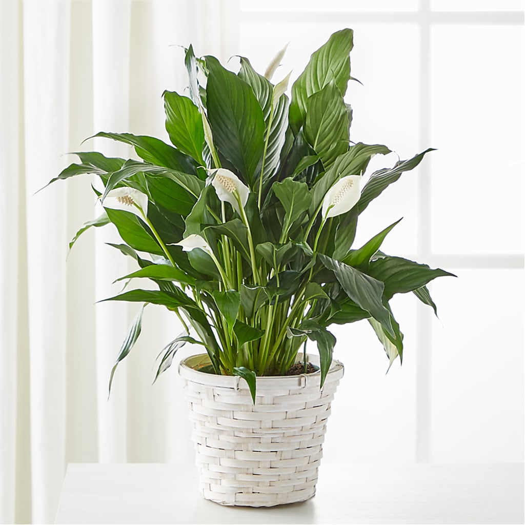 A New Leaf Peace Lily – Flowerland, Sioux City IA