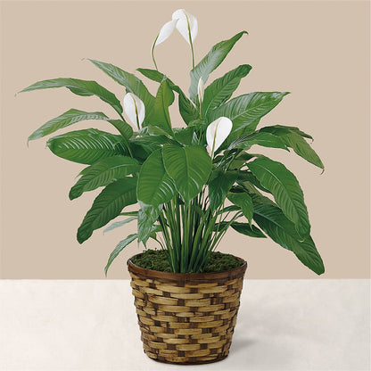 Tranquil Moments Peace Lily Plant –  Flowerland, Sioux City IA