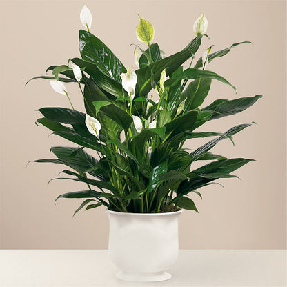 Comfort Planter –  Flowerland, Sioux City IA
