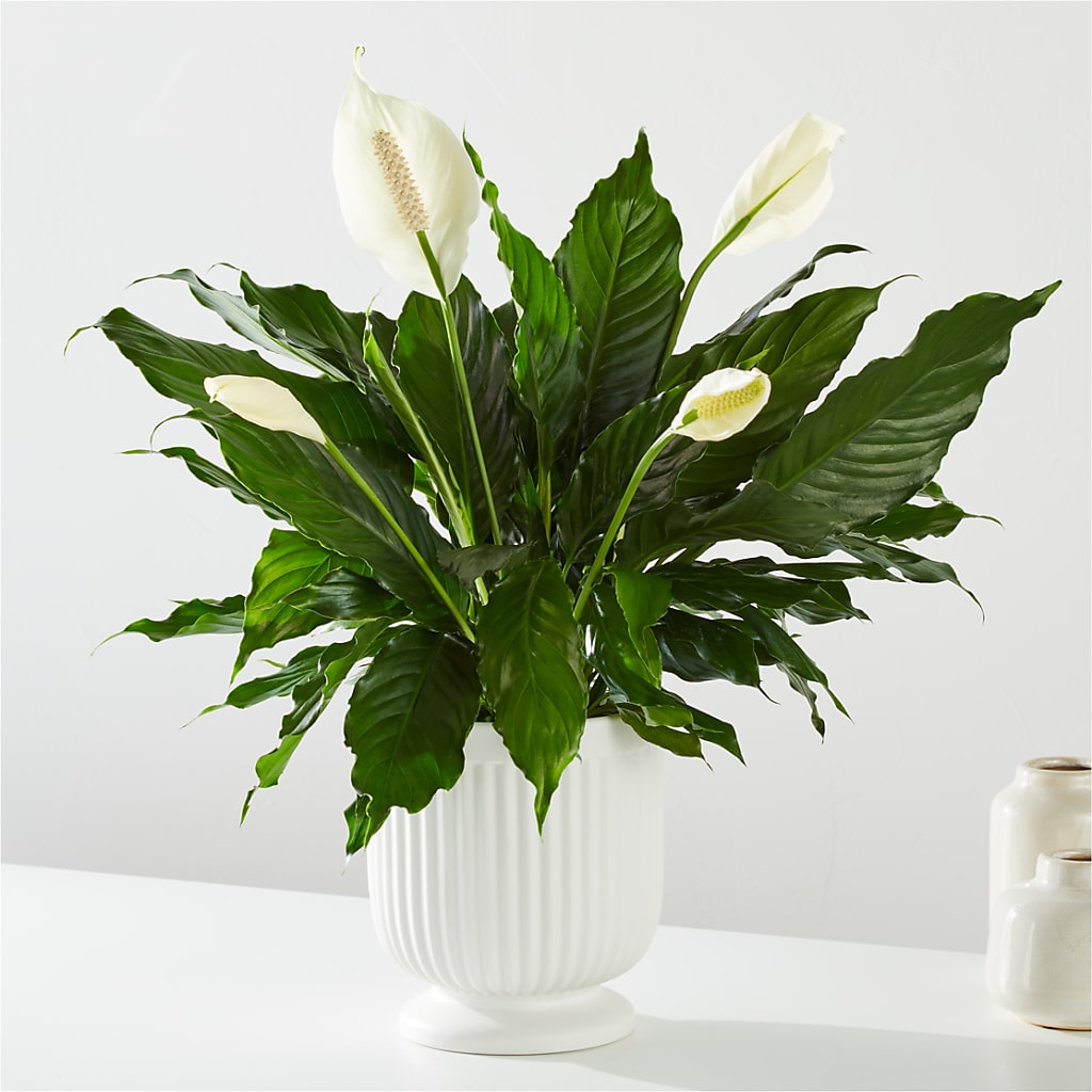 Comfort Planter –  Flowerland, Sioux City IA