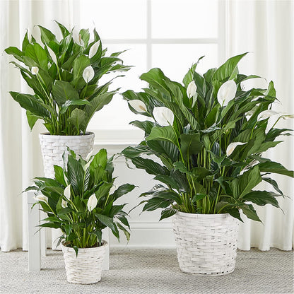 A New Leaf Peace Lily –  Flowerland, Sioux City IA